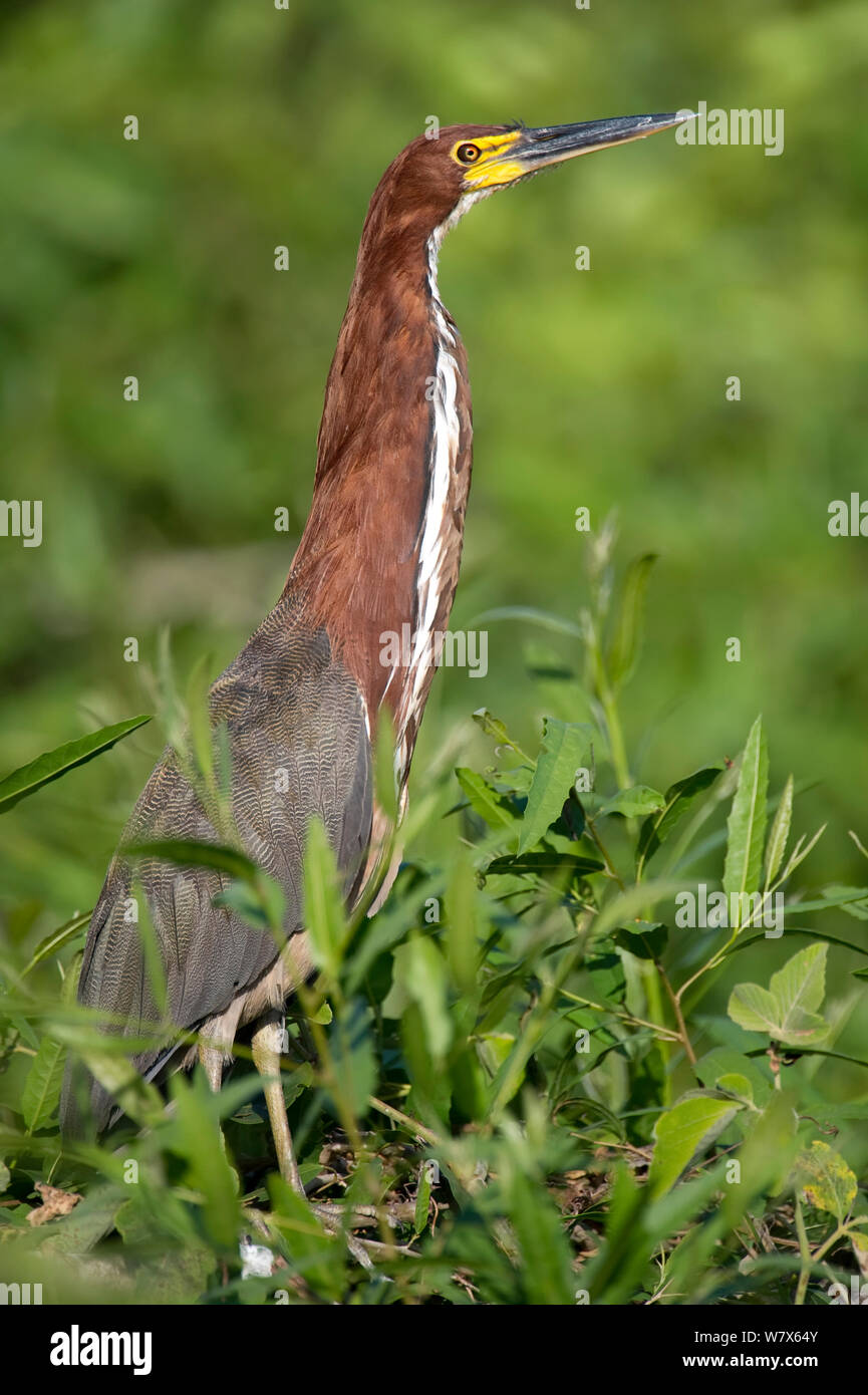 Rufescent Tiger Heron (Tigrisoma lineatum) Caccia a bordo dell'acqua, Mato Grosso, Pantanal, Brasile. Agosto. Foto Stock