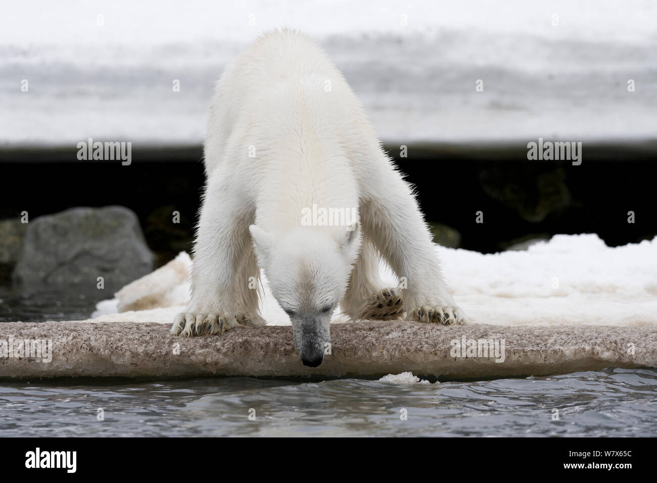 Orso polare (Ursus maritimus) foraggio Waters Edge, Svalbard, Norvegia. Luglio. Foto Stock