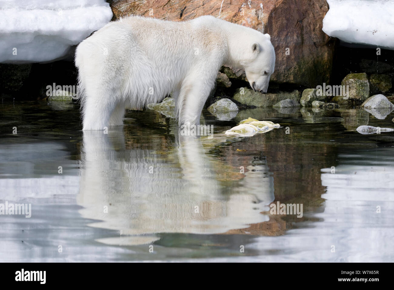 Orso polare (Ursus maritimus) foraggio, Svalbard, Norvegia. Luglio. Foto Stock