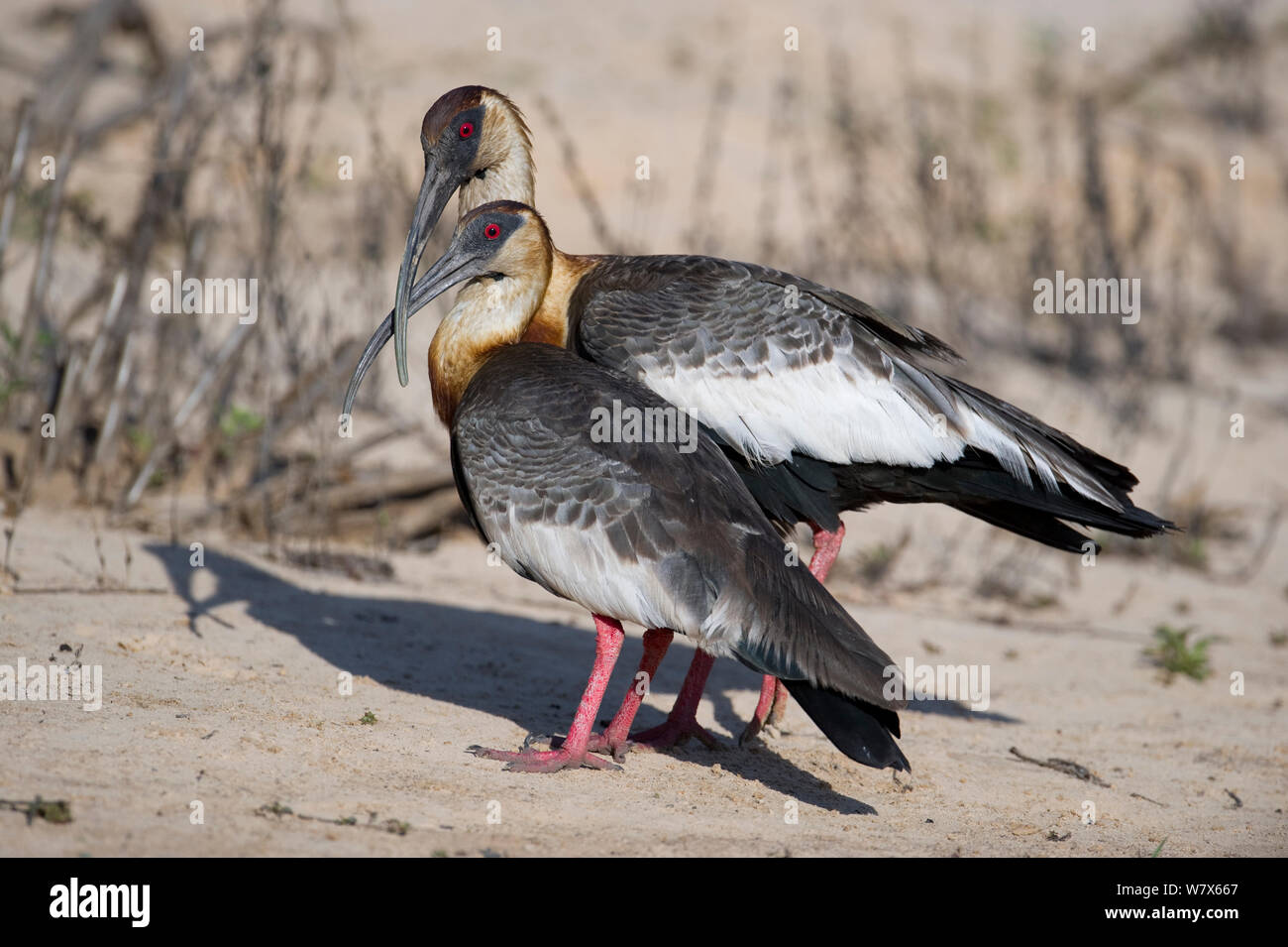 Buff-colli (Ibis Theristicus caudatus) il comportamento di corteggiamento prima dell'accoppiamento, Mato Grosso, Pantanal, Brasile. Agosto. Foto Stock