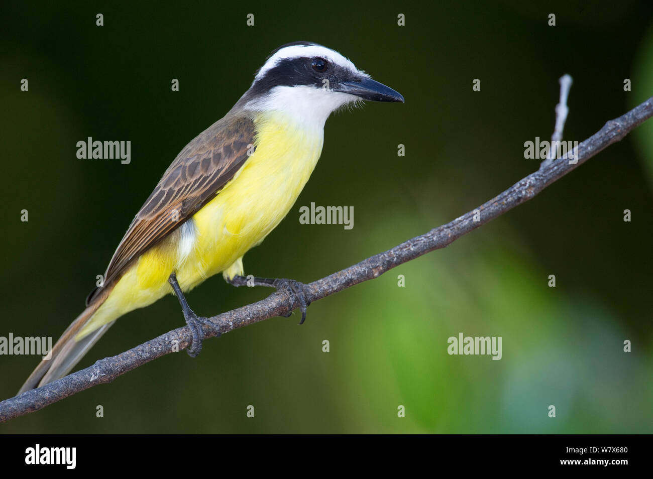 Grande Kiskadee (Pitangus sulfuratus) appollaiato su un ramo di albero, Piaui, Brasile. Agosto. Foto Stock