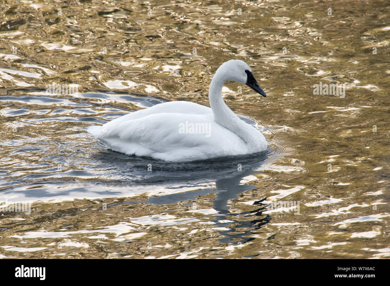 Trumpeter Swan (Cygnus buccinatore) il Parco Nazionale di Yellowstone, Wyoming negli Stati Uniti. Gennaio. Foto Stock