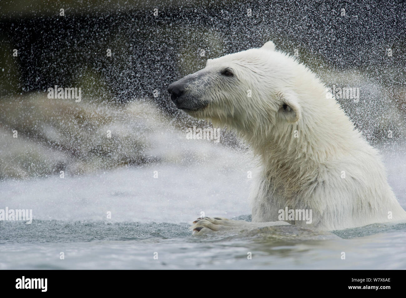 Orso polare (Ursus maritimus) agitando acqua dalla sua pelliccia, Svalbard, Norvegia. Luglio. Foto Stock