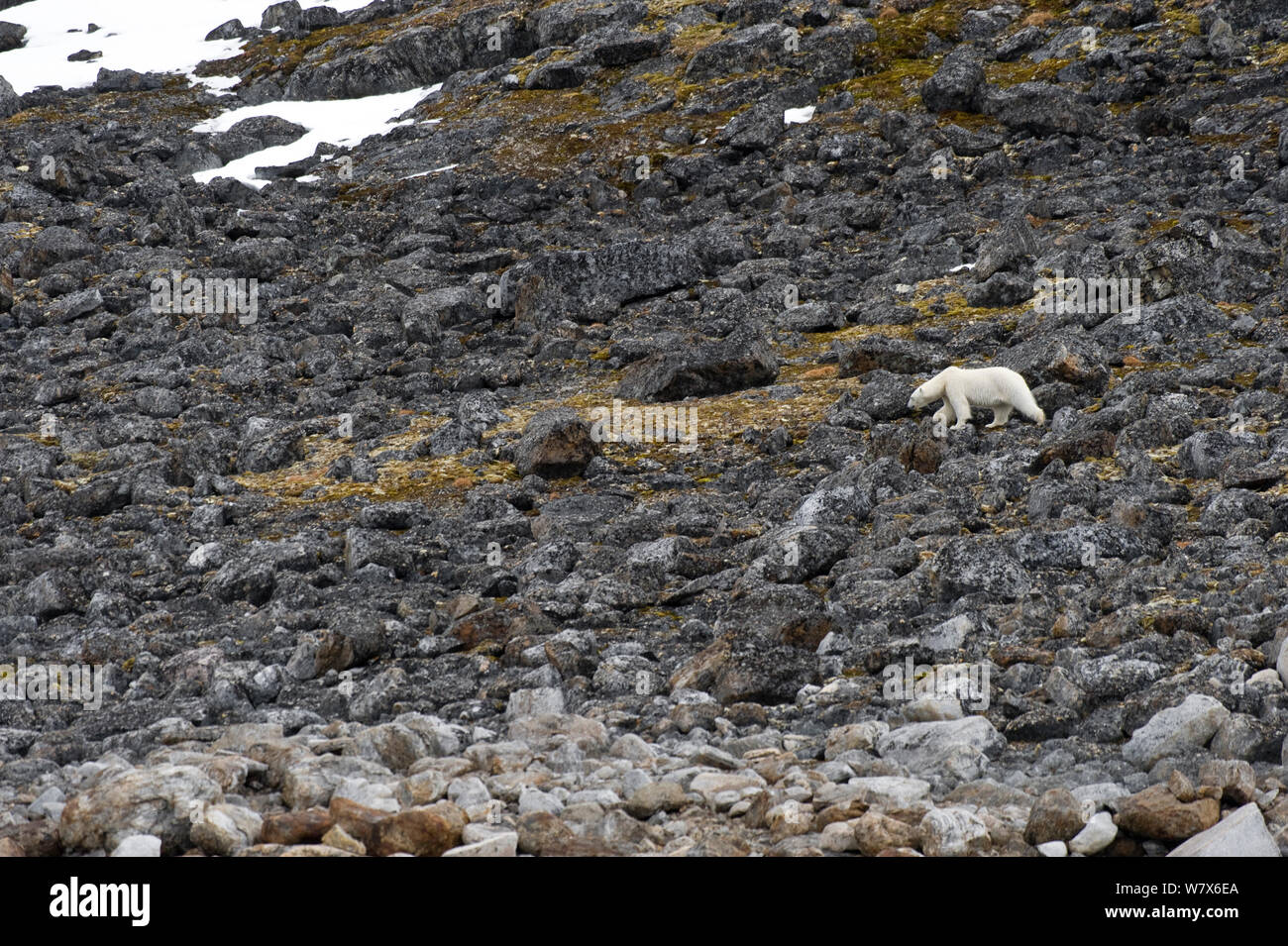 Orso polare (Ursus maritimus) foraggio lungo una costa rocciosa, Svalbard, Norvegia. Luglio 2011. Foto Stock