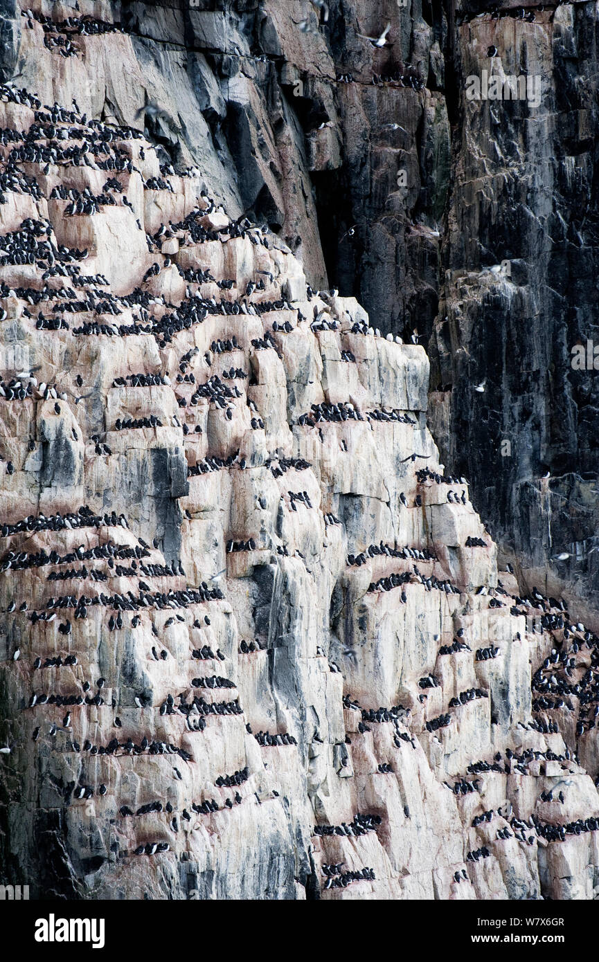 Brunnich's guillemot (Uria lomvia) colonia nidificazione, Alkefjellet cliff, Svalbard, Norvegia. Luglio. Foto Stock