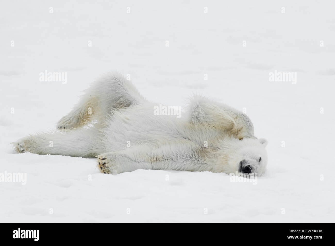 Orso polare (Ursus maritimus) laminazione nella neve ad asciugare il pelo, Svalbard, Norvegia. Luglio. Foto Stock