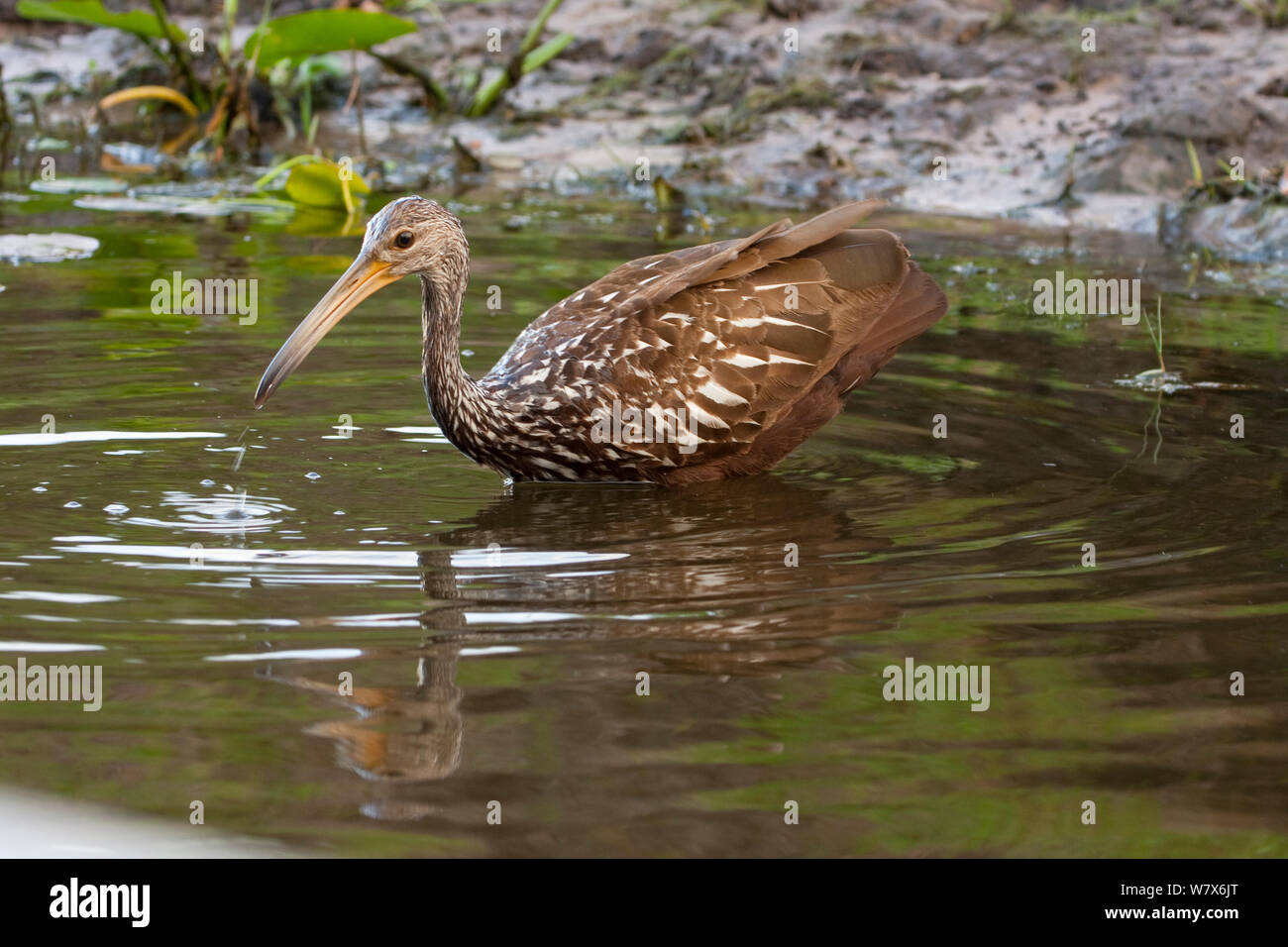 Limpkin (Aramus guarauna). Central Florida, USA, maggio. Foto Stock