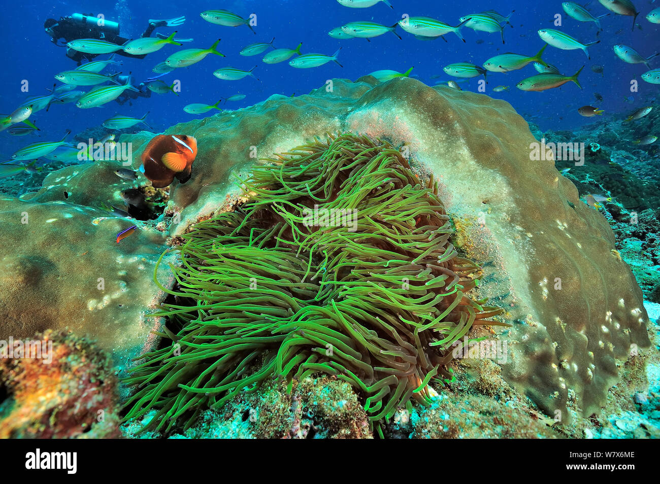 Oman anemonefish / clownfish (Amphiprion omanensis) in un coriaceo anemone marittimo (Heteractis crispa) vicino a un corallo duro (Porites) con la variabile-rigato fusiliers (Caesio varilineata) e un subacqueo in background, costa di Dhofar e isole Hallaniyat, Oman. Mare Arabico. Febbraio 2014. Foto Stock