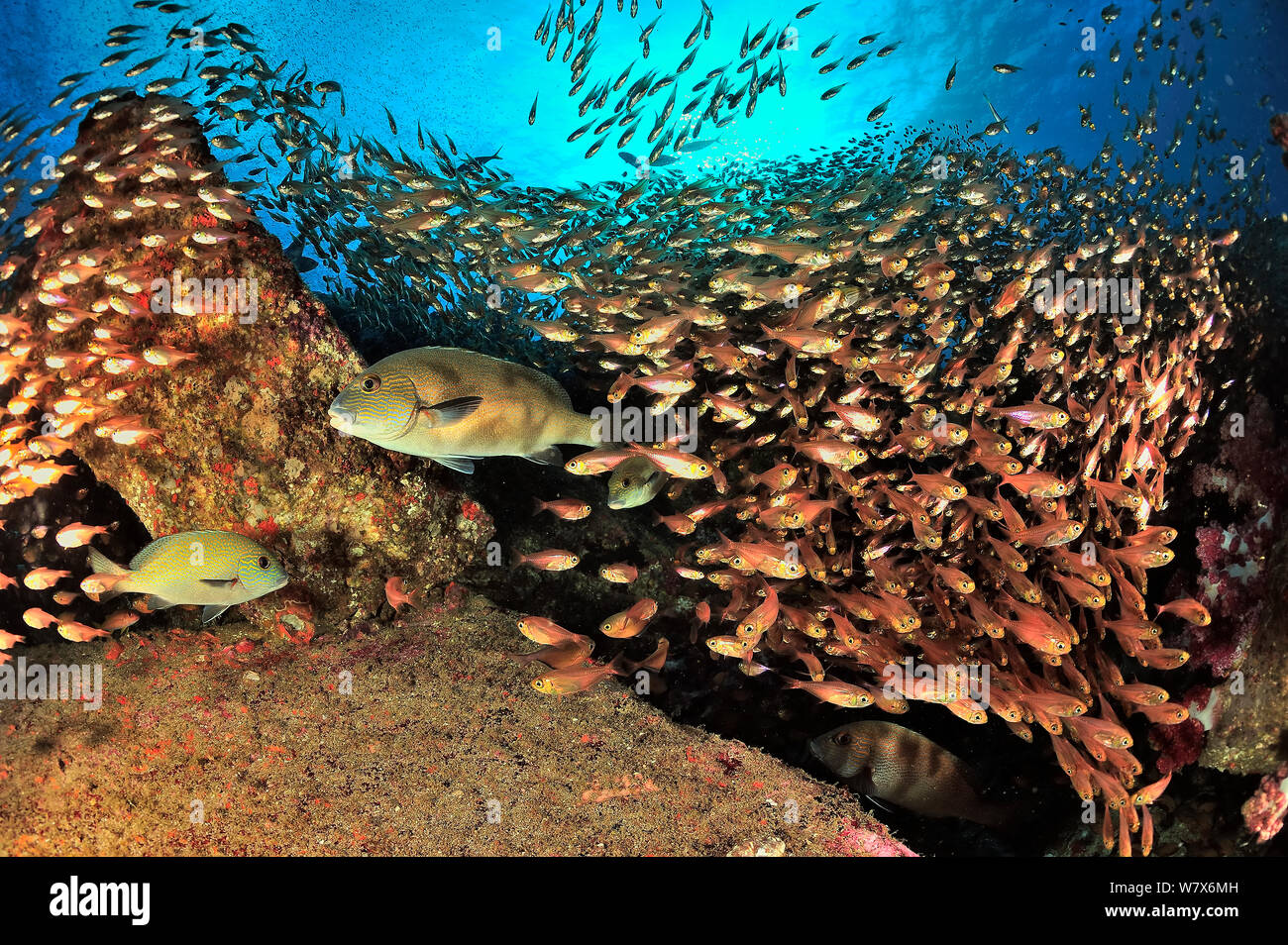 Scuola di spazzatrici giallo / Glassfish (Parapriacanthus ransonneti / guentheri) sulla barriera corallina con Lemonfish / oro-spotted sweetlips (Plectorhinchus flavomaculatus), costa di Dhofar e isole Hallaniyat, Oman. Mare Arabico. Foto Stock