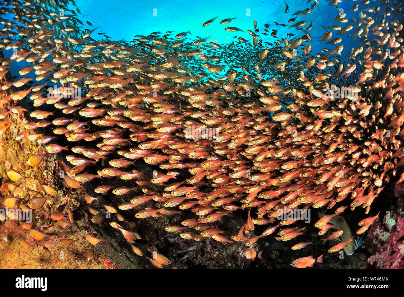 Scuola di spazzatrici giallo / glassfish (Parapriacanthus ransonneti / guentheri) sulla barriera corallina, costa di Dhofar e isole Hallaniyat, Oman. Mare Arabico. Foto Stock
