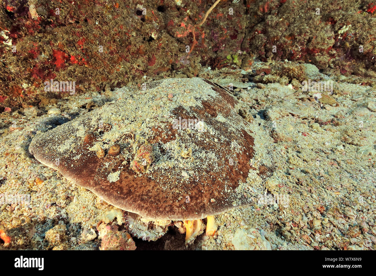 Nero-Spotted Raggi a siluro (Torpedo fuscomaculata) posa sulla sabbia, costa di Dhofar e isole Hallaniyat, Oman. Mare Arabico. Foto Stock