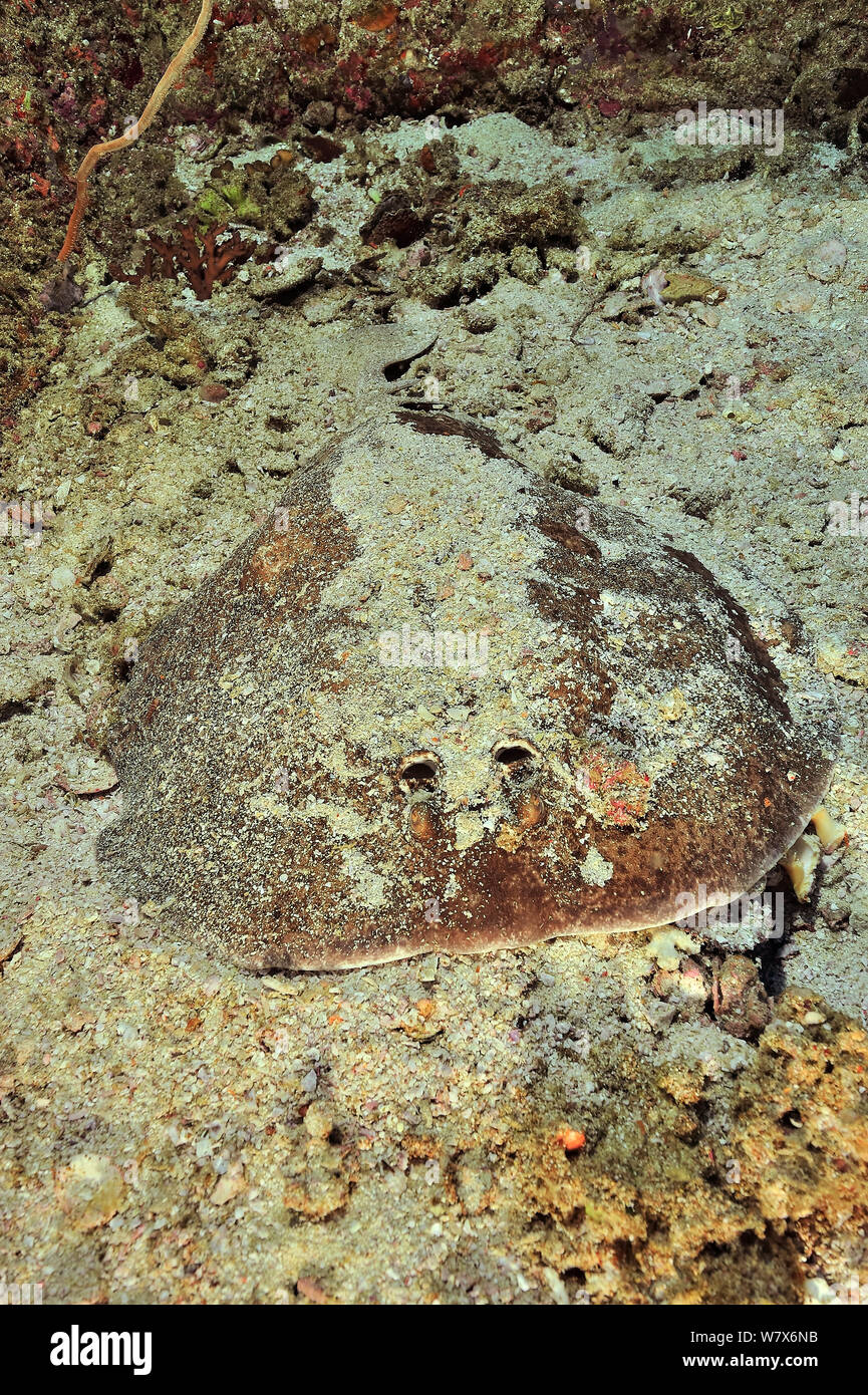 Nero-Spotted Raggi a siluro (Torpedo fuscomaculata) posa sulla sabbia, costa di Dhofar e isole Hallaniyat, Oman. Mare Arabico. Foto Stock
