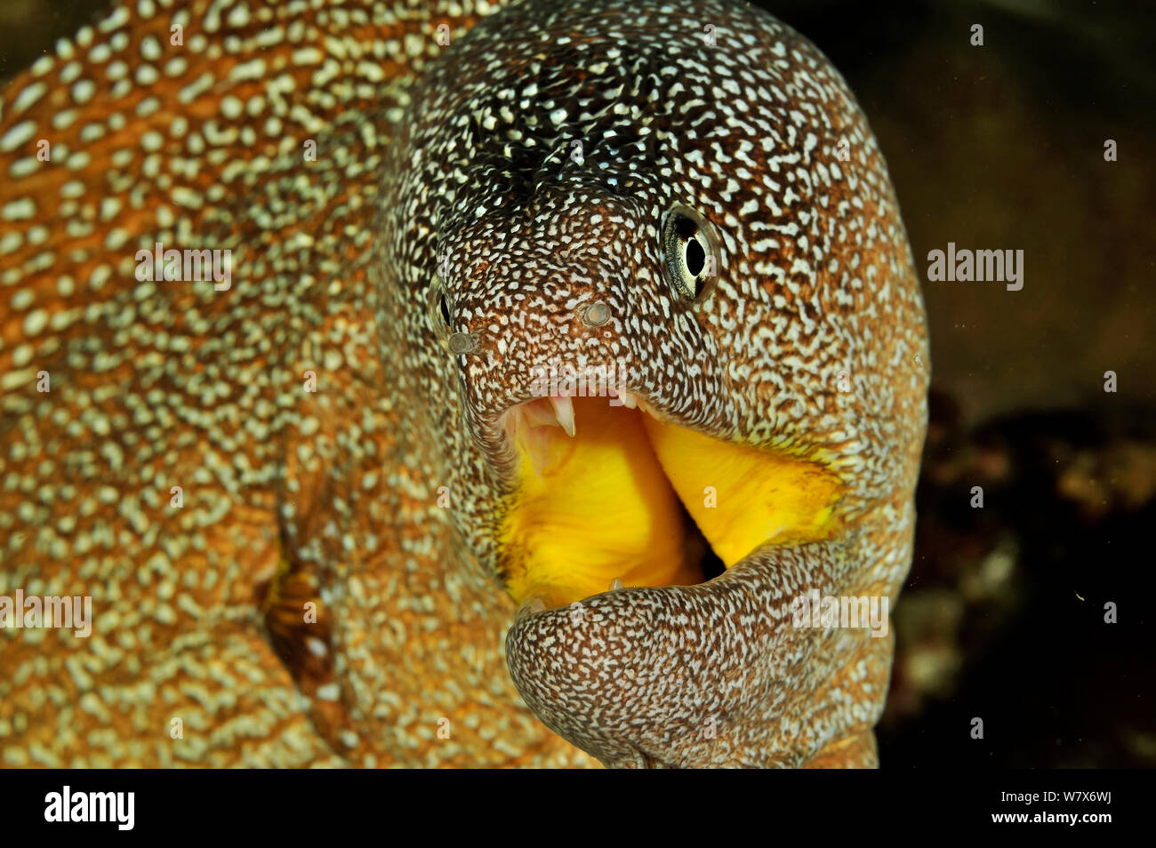 Close-up della testa di un Yellowmouth / murena stellata (Gymnothorax nudivomer) con la bocca aperta, costa di Dhofar e isole Hallaniyat, Oman. Mare Arabico. Foto Stock