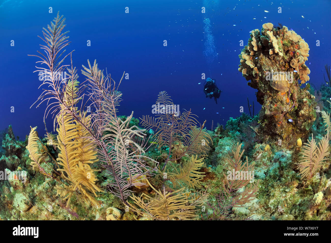 Subacqueo sulla barriera corallina con Bipinnate pennacchi del mare (Pseudopterogorgia bipinnata), altri pennacchi del mare (Pseudopterogorgia ) e coralli, Isola di San Salvador / Colombus Island, Bahamas. Caraibi. Giugno 2013. Foto Stock