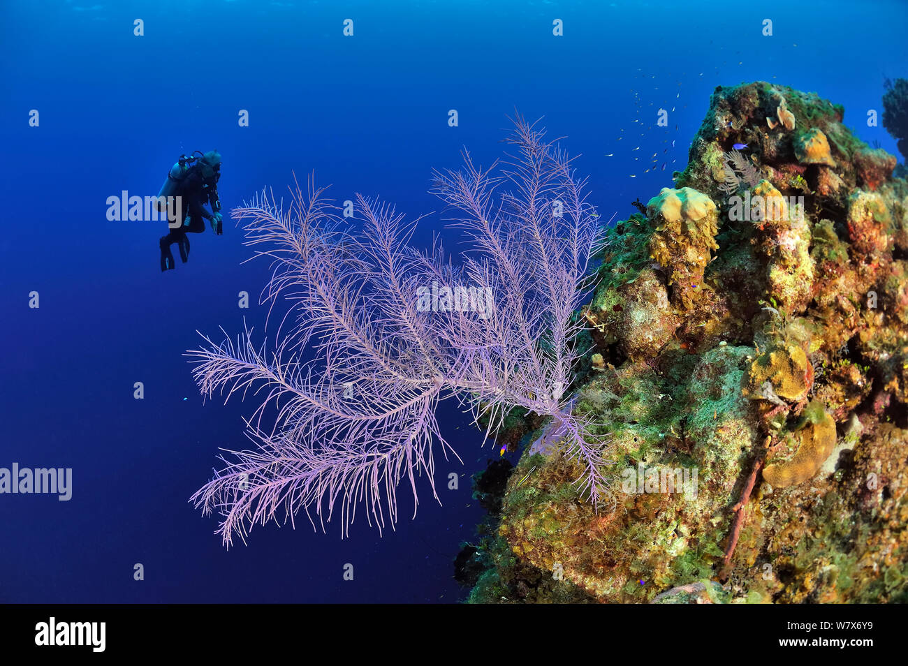 Subacqueo vicino al Coral goccia con un mare Bipinnate plume (Pseudopterogorgia bipinnata), Isola di San Salvador / Colombus Island, Bahamas. Caraibi. Giugno 2013. Foto Stock