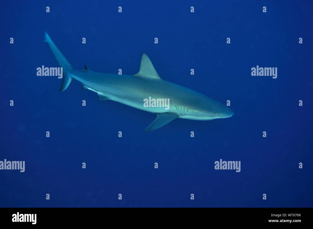 Caribbean reef shark (Carcharhinus perezii) nuoto in acque aperte, Isola di San Salvador / Colombus Island, Bahamas. Caraibi. Foto Stock