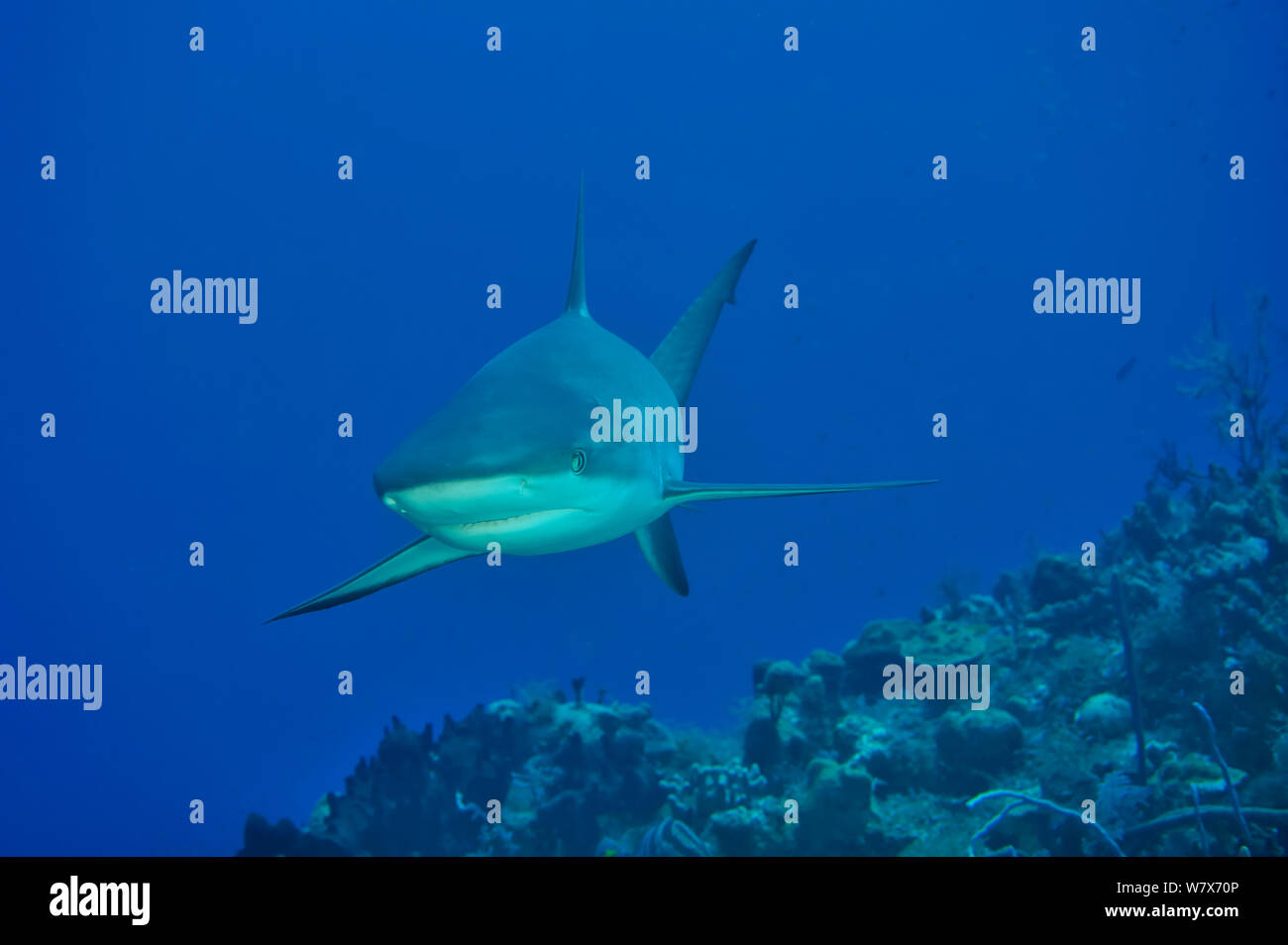 Caribbean reef shark (Carcharhinus perezii) nuotare sopra il reef, Isola di San Salvador / Colombus Island, Bahamas. Caraibi. Foto Stock
