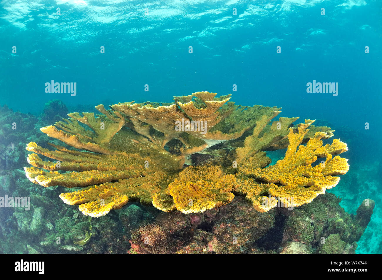 Elkhorn coral (Acropora palmata) Guadalupa Isola, Messico. Caraibi. Foto Stock