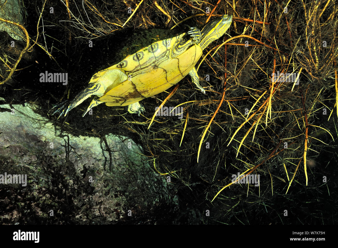 Mesoamerican cursore (Trachemys scripta venusta) nasconde nelle piante in corrispondenza della superficie del cenote, Car Wash Cenote / Aktun Ha, Messico. La penisola dello Yucatan. Foto Stock