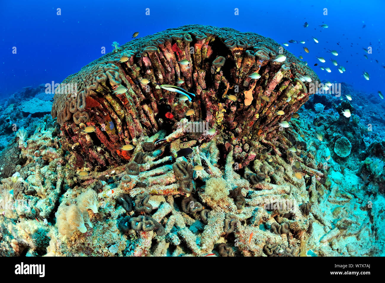 Corallo duro (Lobophyllia) mezzo morto con pesci nuotare intorno, Madagascar. Oceano Indiano. Foto Stock