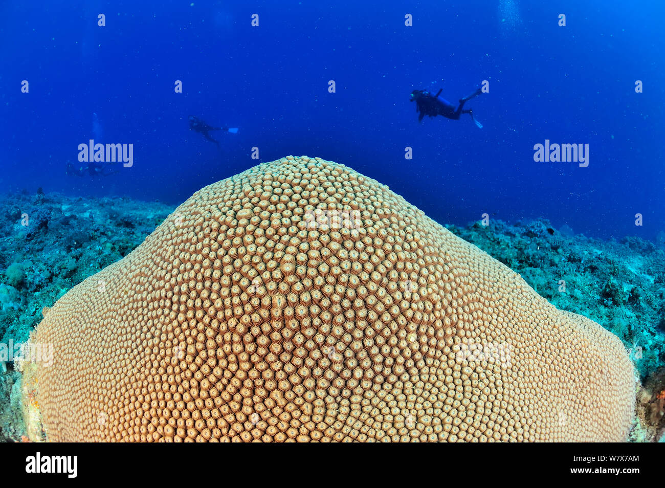 Sun coral (Diploastrea heliopora) con i subacquei in background, Madagascar. Oceano Indiano. Settembre 2012. Foto Stock