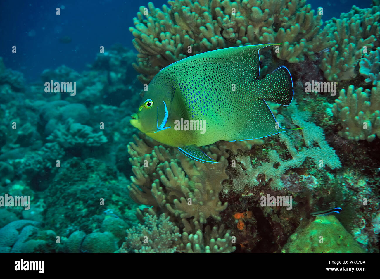Semi-cerchiato angelfish (Pomacanthus semicirculatus) Madagascar. Oceano Indiano. Foto Stock