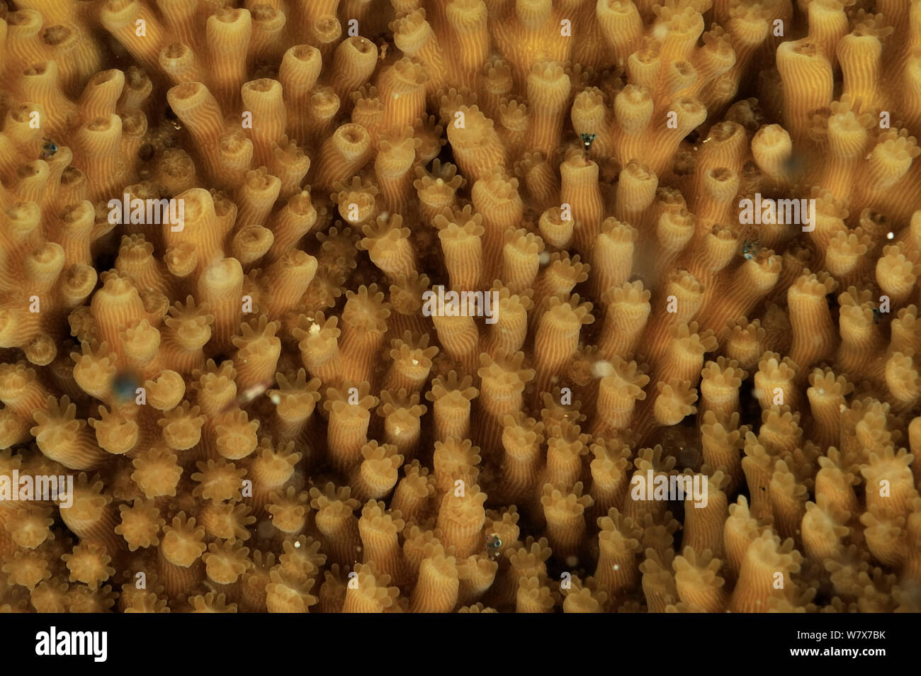 Close-up dei polipi di Elkhorn coral (Acropora palmata) Guadalupa Isola, Messico. Caraibi. Foto Stock