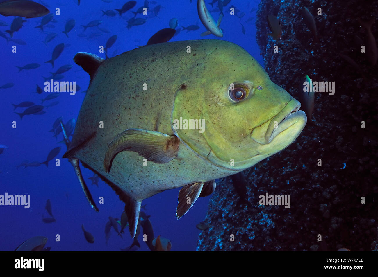 Close-up di un black jack / carangidi (Caranx lugubris), Revillagigedo islands, Messico. Oceano Pacifico. Foto Stock