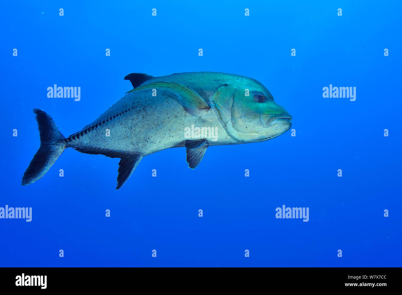 Black jack / carangidi (Caranx lugubris), Revillagigedo islands, Messico. Oceano Pacifico. Foto Stock