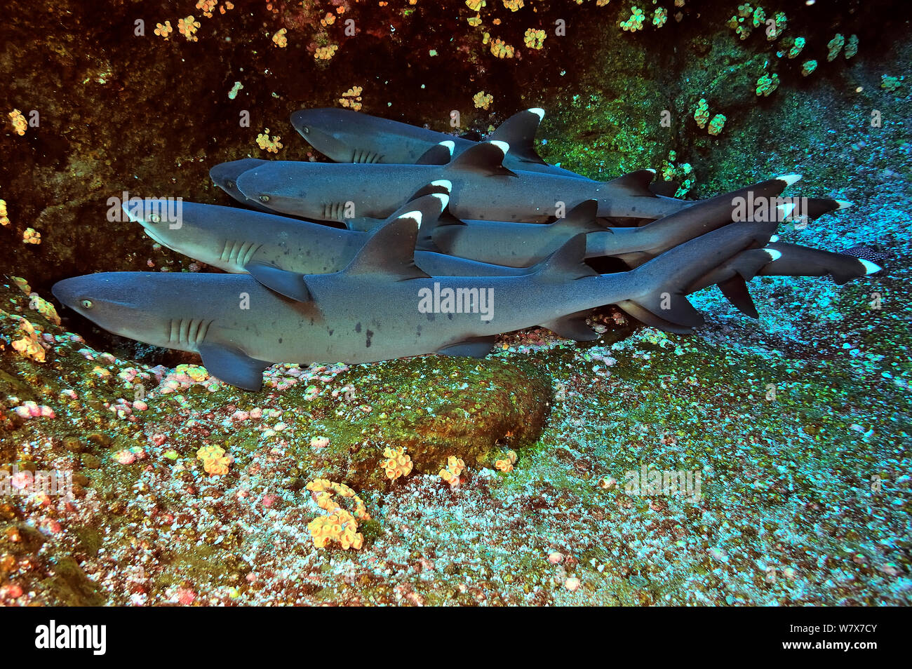 Il gruppo di punta bianca squali (Triaenodon obesus) appoggiato sul pavimento del mare, Revillagigedo islands, Messico. Oceano Pacifico. Foto Stock