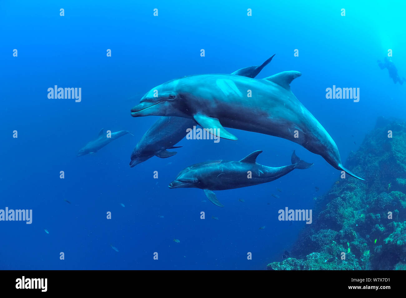 Gruppo di delfini (tursiops truncatus) nuotare vicino reef con un subacqueo in background, Revillagigedo islands, Messico. Oceano Pacifico. Giugno 2012. Foto Stock