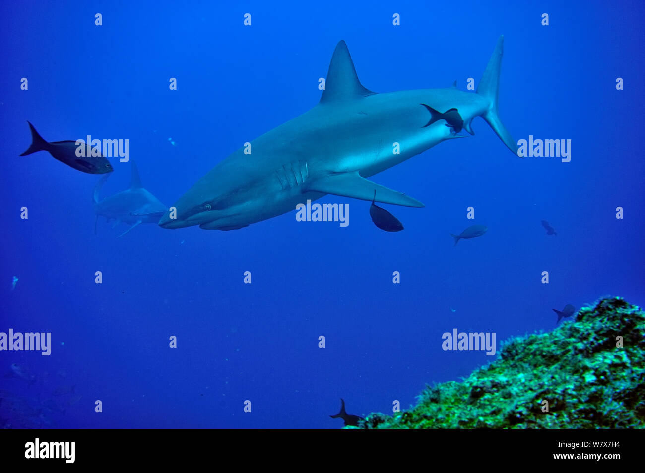 Silky shark (Carcharhinus falciformis) con un festone (a testa di martello Sphyrna lewini) in background, Cocos Island, Costa Rica. Oceano Pacifico. Foto Stock