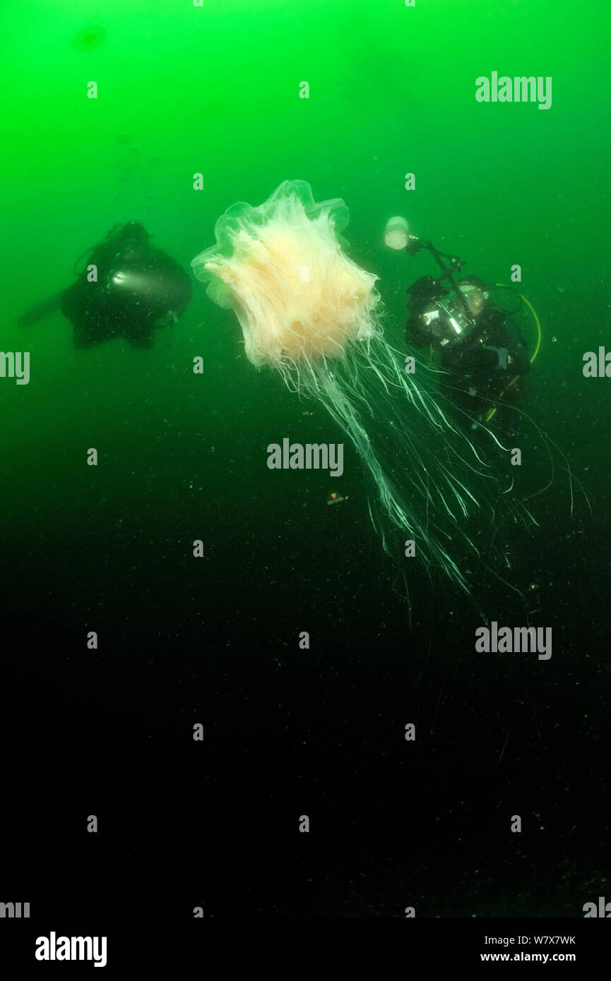 Due subacquei, un fotografo subacqueo dietro un leone la criniera medusa (Cyanea capillata), Alaska, STATI UNITI D'AMERICA, Golfo di Alaska. Oceano Pacifico. Agosto 2011. Foto Stock
