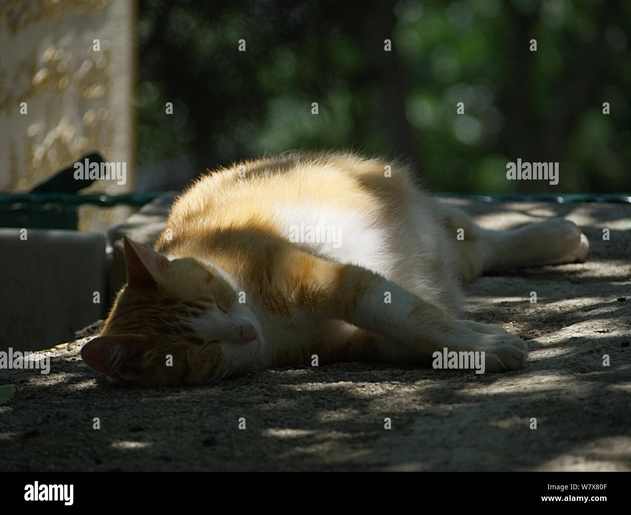 Gravidanza gatto randagio dormire in ombra Foto Stock