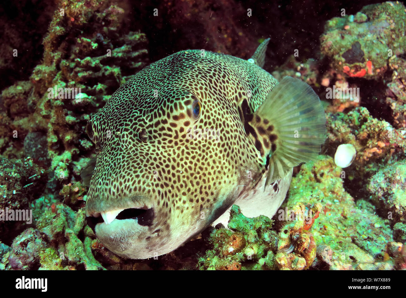 Pufferfish gigante (Arothron stellatus), Manado, Indonesia. Sulawesi Mare. Foto Stock