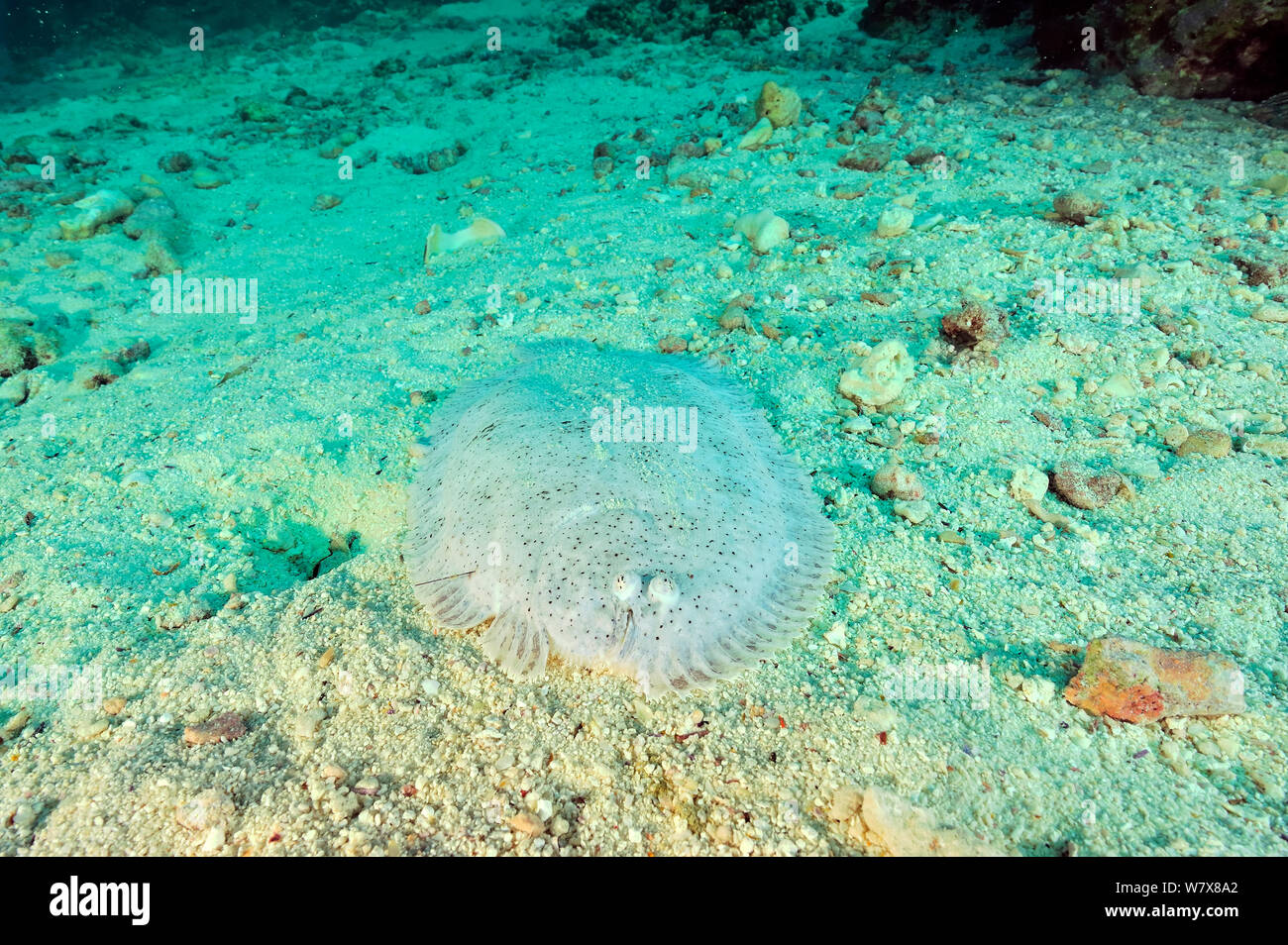 Mosè suola (Pardachirus marmoratus) con un dorso di ricci di mare bloccato nel corpo, Daymaniyat Isole, Oman. Golfo di Oman. Foto Stock