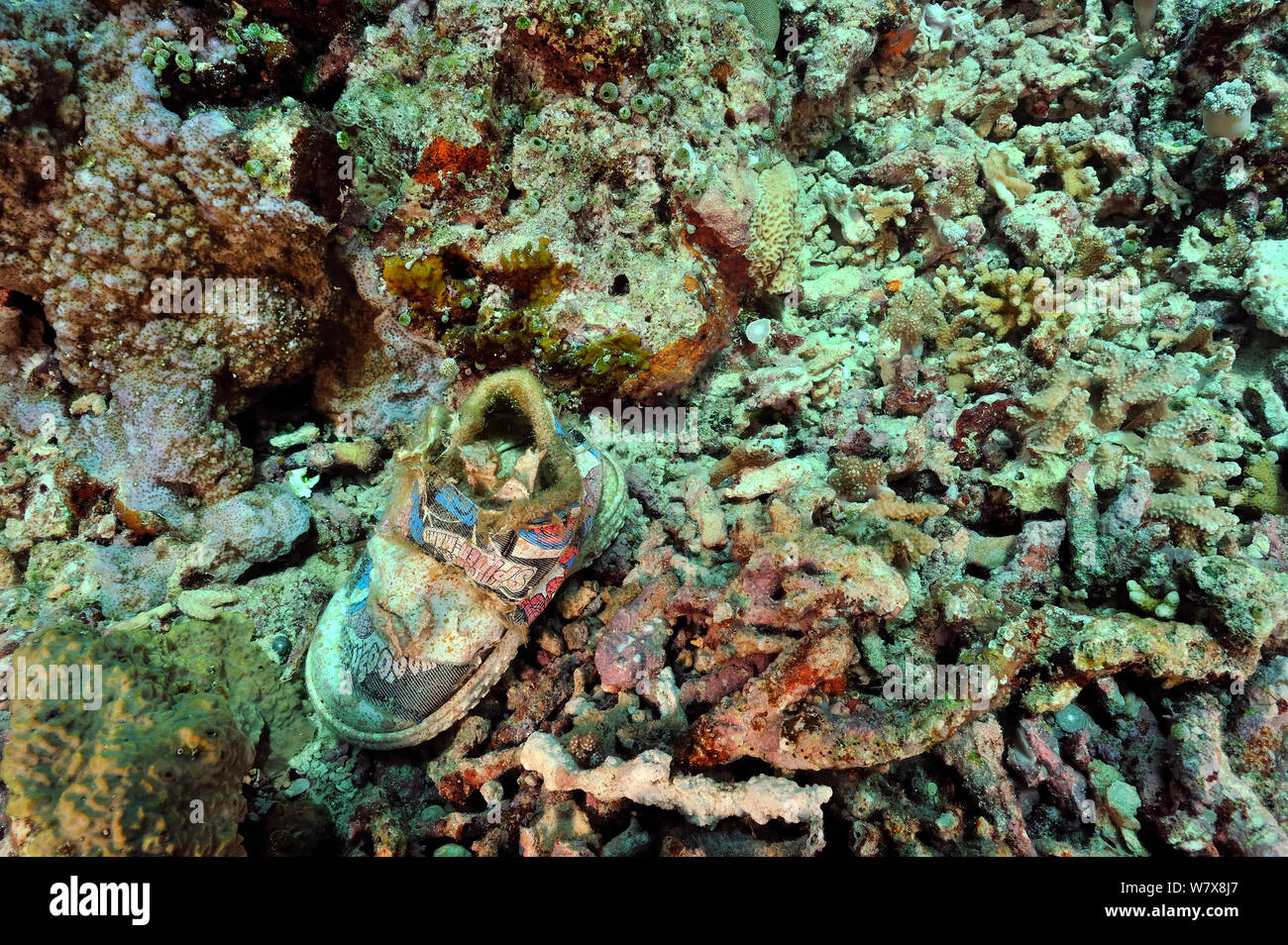 Vecchio pattino sotto acqua ricoperte da alghe, Manado, Indonesia. Sulawesi Mare. Foto Stock