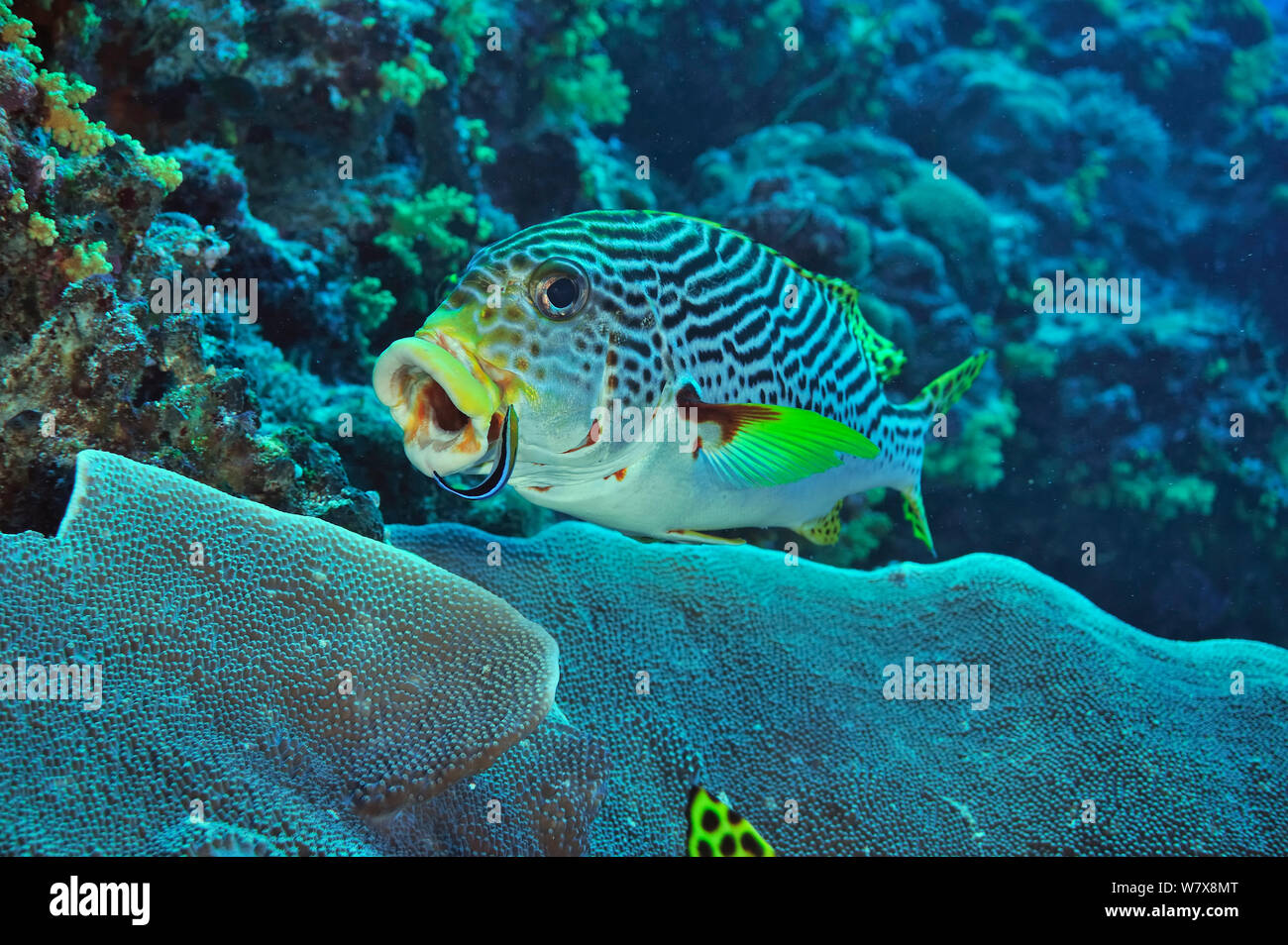 Diagonal-nastrare / Yellowbanded sweetlips (Plectorhinchus lineatus) pulizia Spotted unicornfish (Naso brevirostris) Palau. Mare delle Filippine. Foto Stock