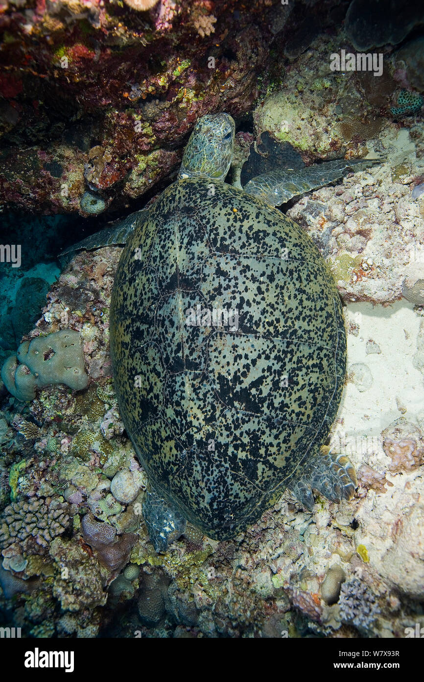 Tartaruga Verde (Chelonia Mydas) sulla barriera corallina, Raine isola, della Grande Barriera Corallina in Australia. Coral Sea. Foto Stock