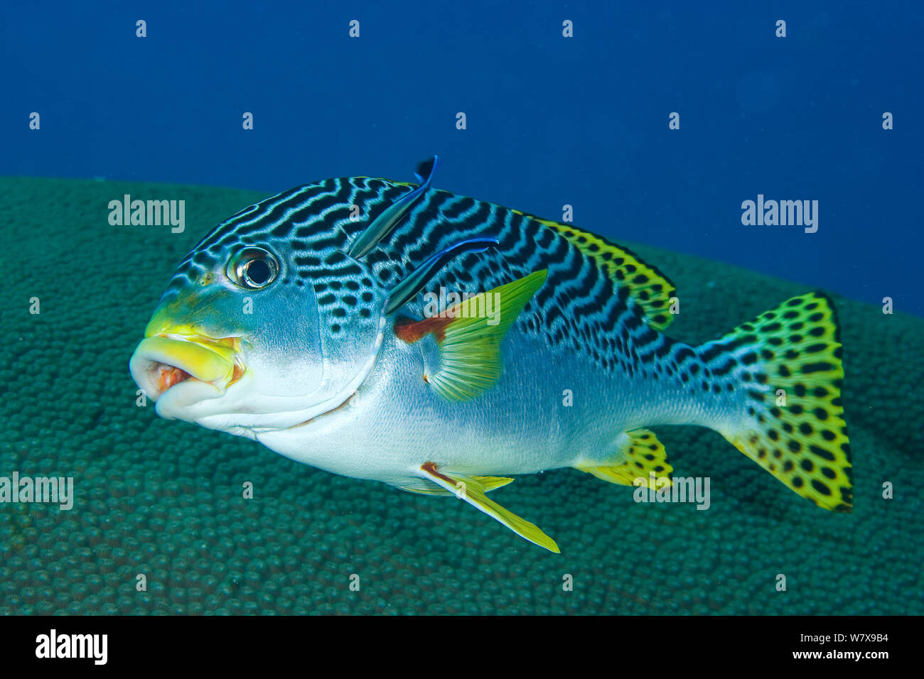 Due Bluestreak cleaner tordi (Labroides dimidiatus) pulizia, / obliquo a bande diagonali sweetlips (Plectorhinchus lineatus) Nuova Caledonia. Oceano Pacifico. Foto Stock