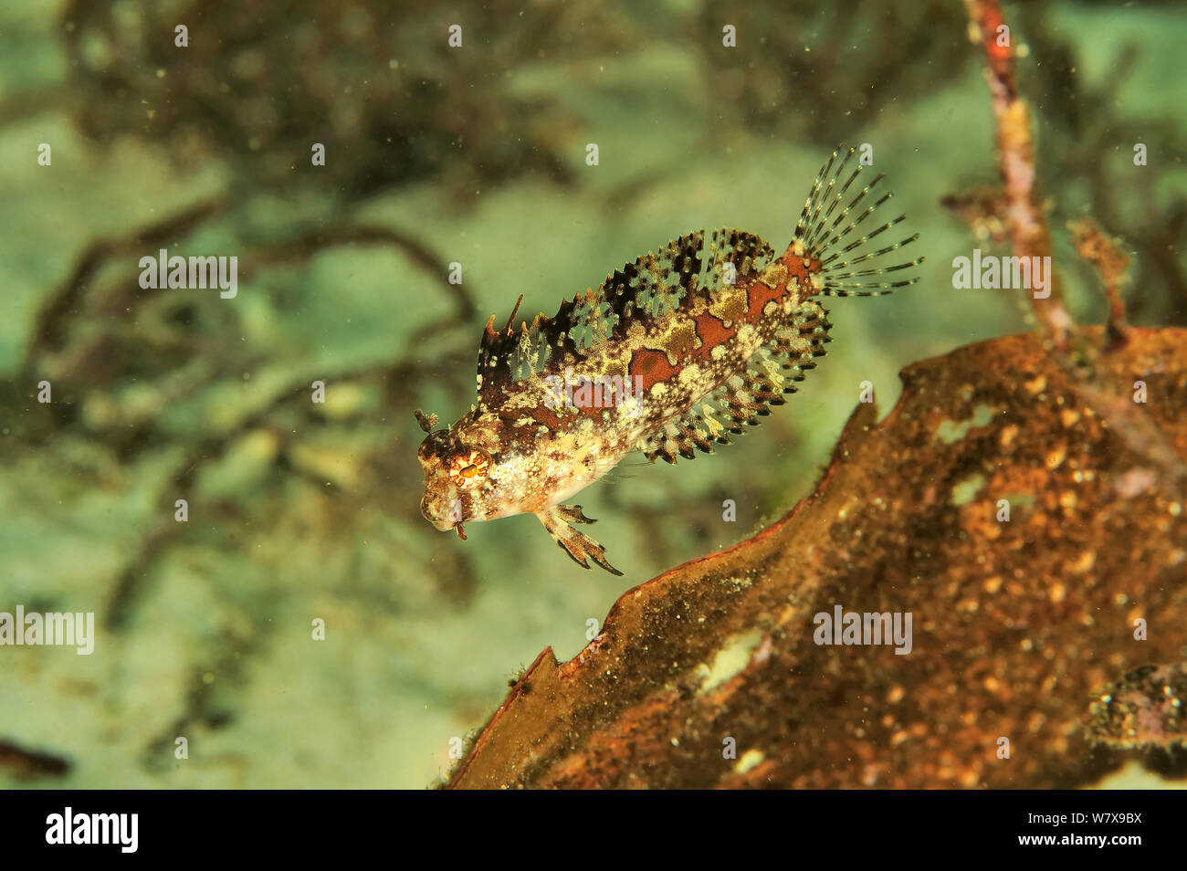 Arabian fangblenny (Petroscirtes ancylodon), costa di Dhofar e isole Hallaniyat, Oman. Mare Arabico. Foto Stock