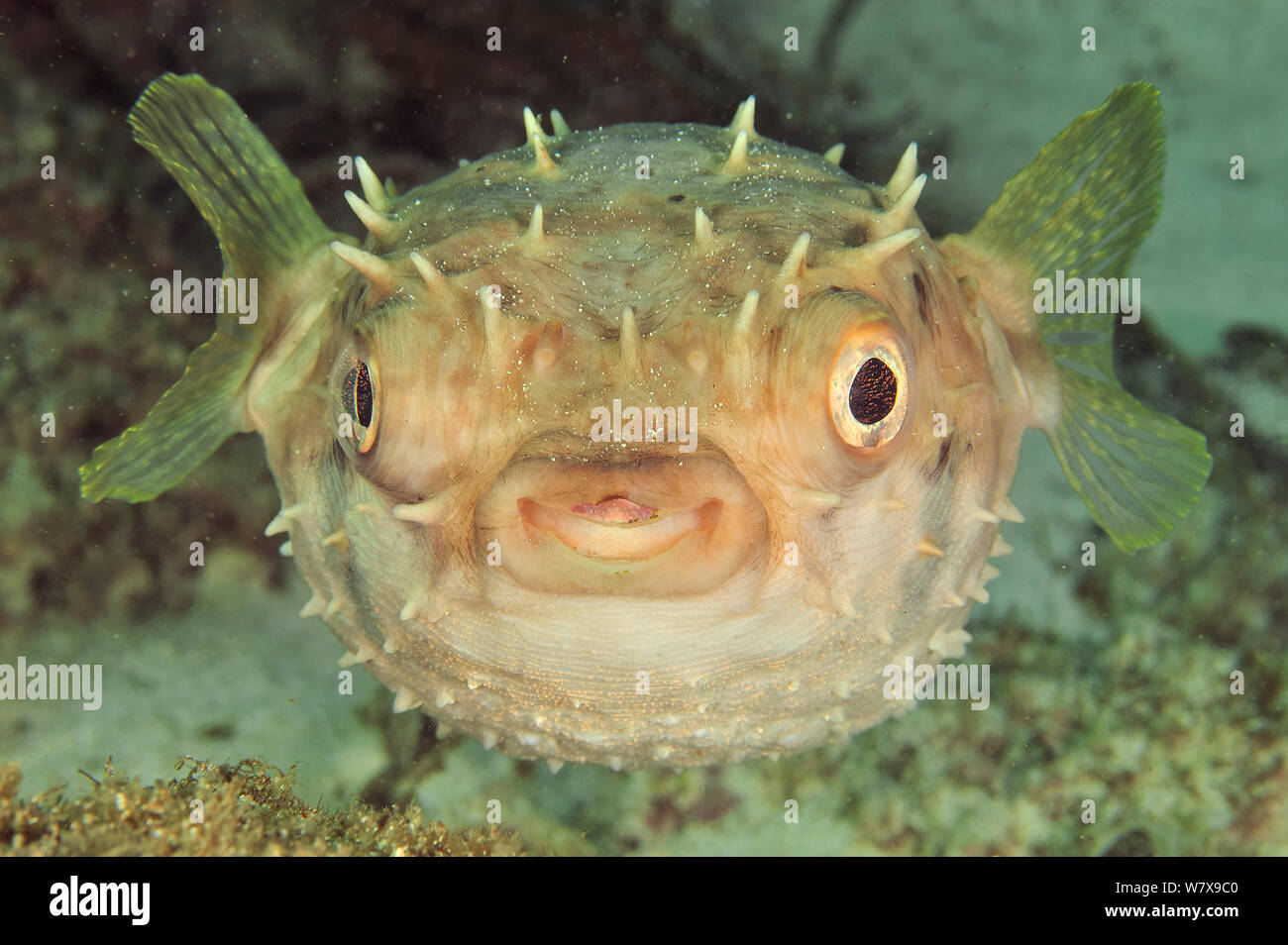 Close-up di Shortspine porcupinefish (Diodon holacanthus), costa di Dhofar e isole Hallaniyat, Oman. Mare Arabico. Foto Stock