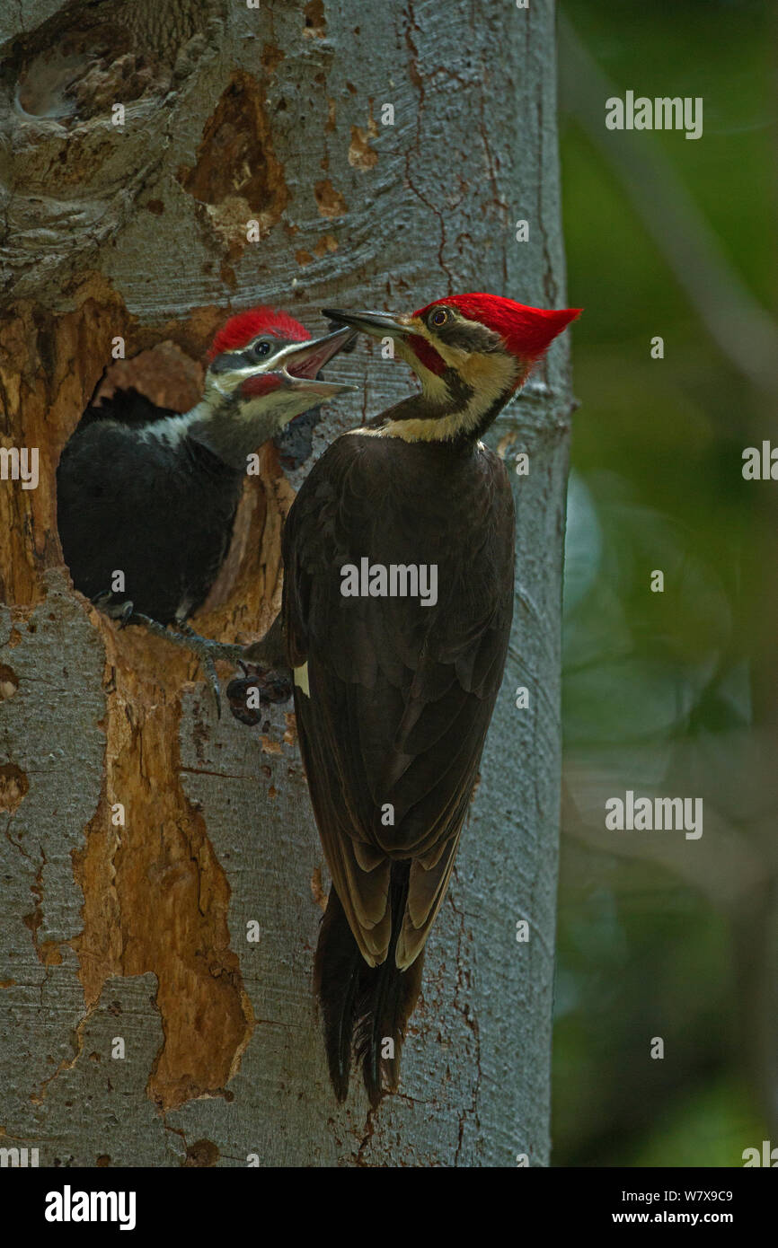 Picchio Pileated (Dryocopus pileatus) a nido con pulcino Elemosinare il cibo, il Distretto di Columbia, Stati Uniti d'America, Giugno. Foto Stock