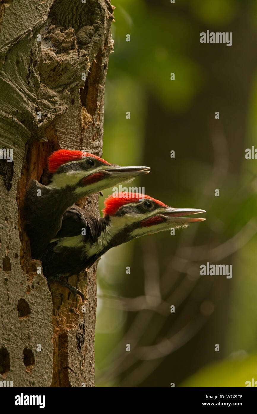 Giovani Pileated picchi (Dryocopus pileatus) chiamando nel nido, Distretto di Columbia, Stati Uniti d'America, Giugno. Foto Stock