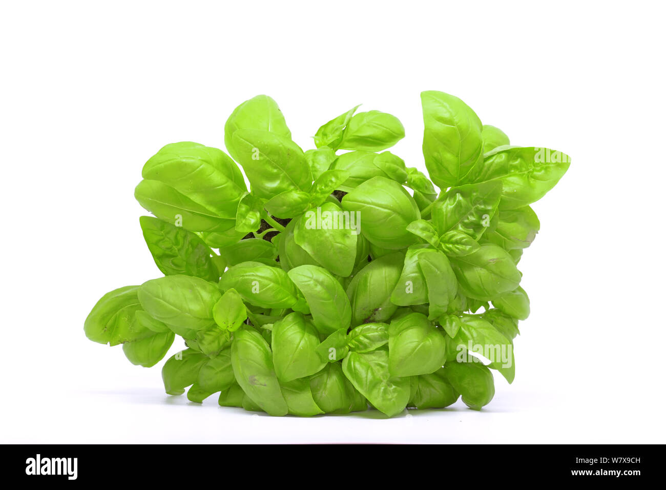 Meraviglioso mazzo di basilico, basilico messicano Foto Stock