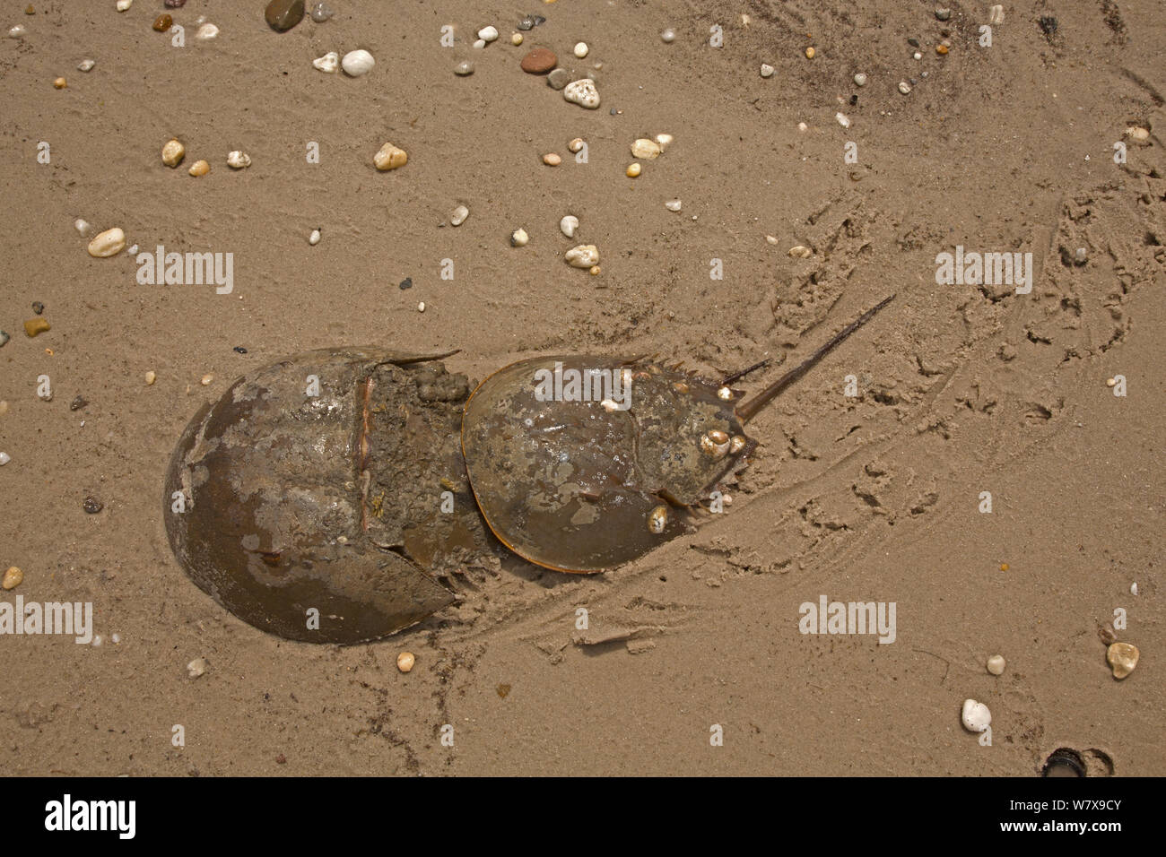 Atlantico granchi a ferro di cavallo (Limulus polyphemus) coniugata, Delaware Bay, Delaware, USA, Giugno. Foto Stock