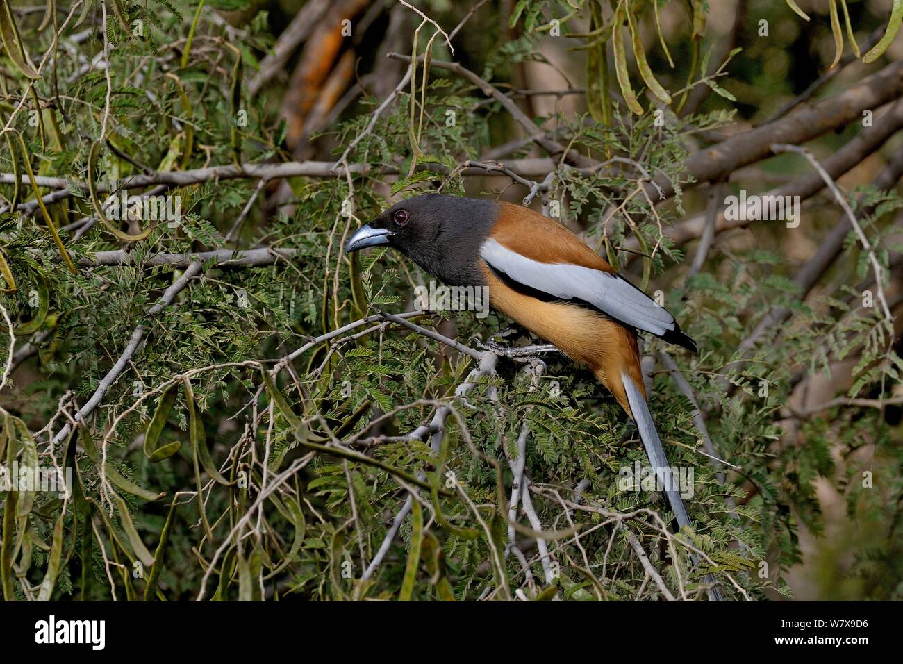 Rufous treepie (Dendrocitta vagabunda), India. Foto Stock