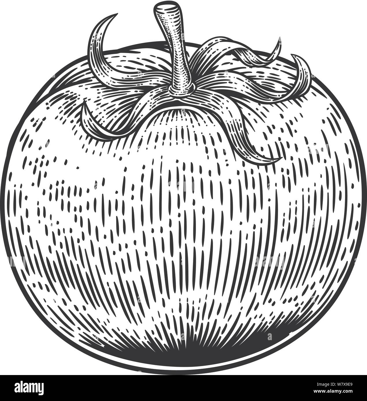 Vintage di pomodoro xilografia illustrazione Illustrazione Vettoriale