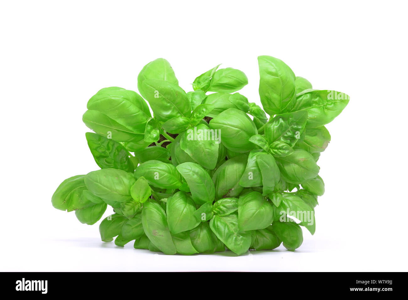 Meraviglioso mazzo di basilico, basilico messicano Foto Stock