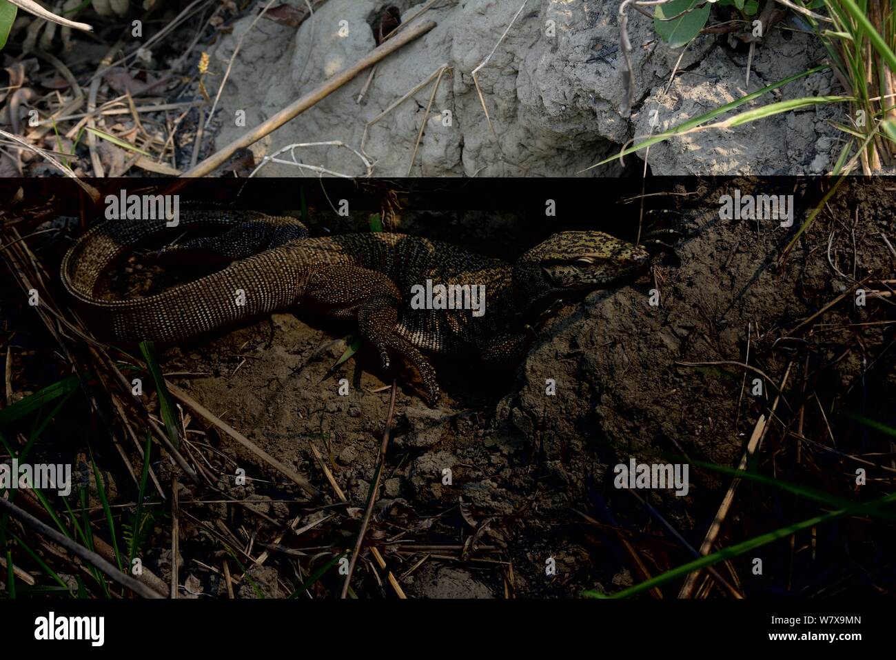 Il Bengala monitor (Varanus bengalensis) al burrow entrata. Il Parco Nazionale di Kaziranga, Assam, India. Foto Stock